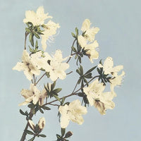 Azaleas enmarcado