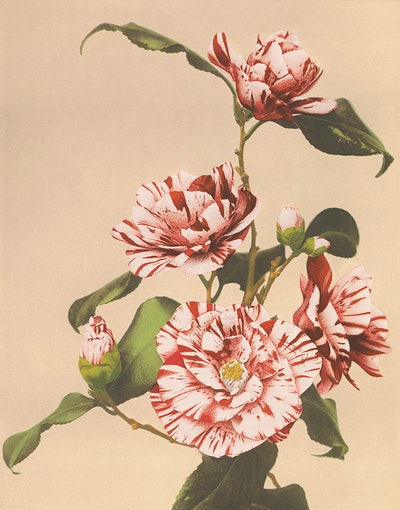 Camelias