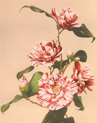 Camelias
