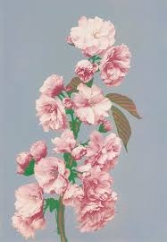 Cherry Blossom