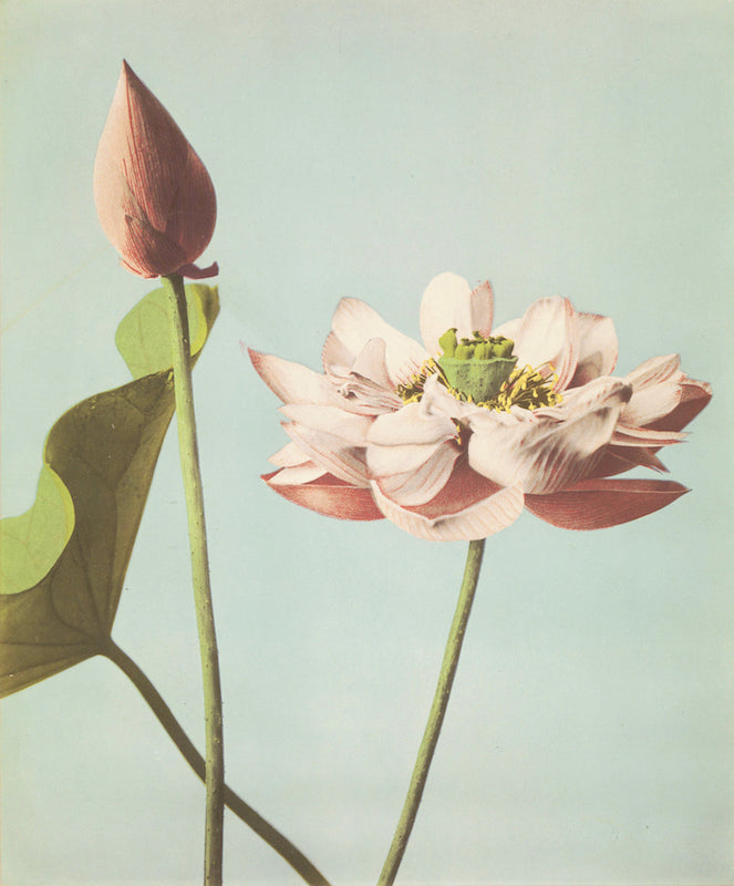Flores de Loto