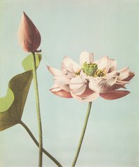 Flores de Loto