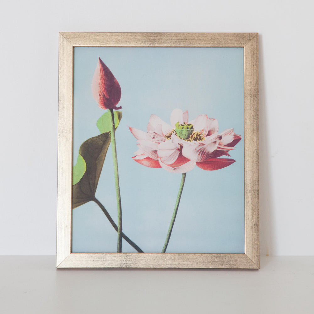 Flores de Loto