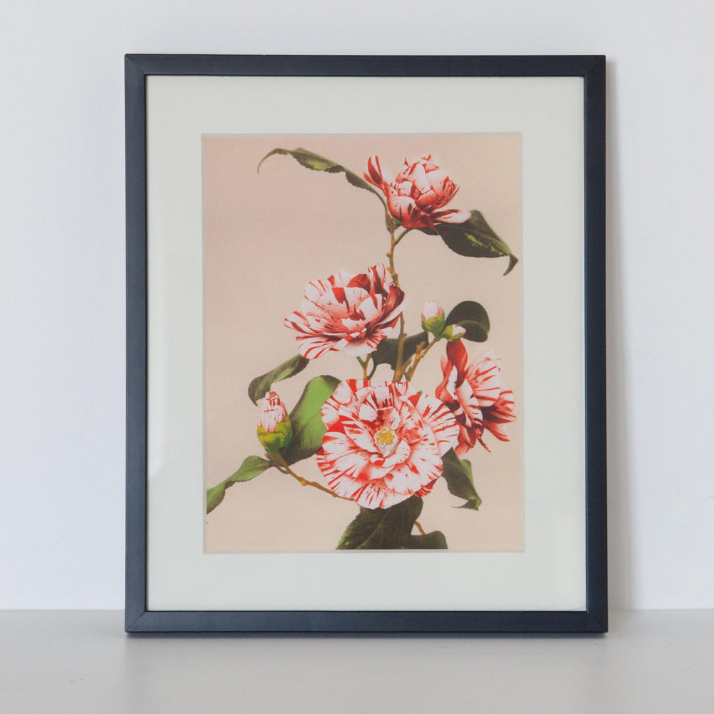 Camelias