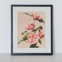 Camelias