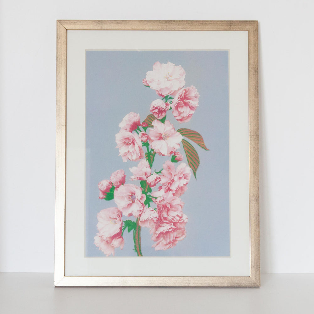 Cherry Blossom