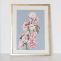 Cherry Blossom
