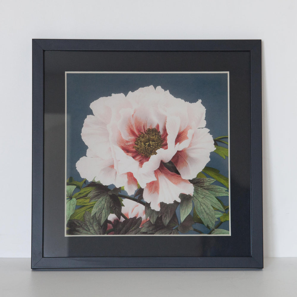 Peonia