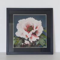 Peonia