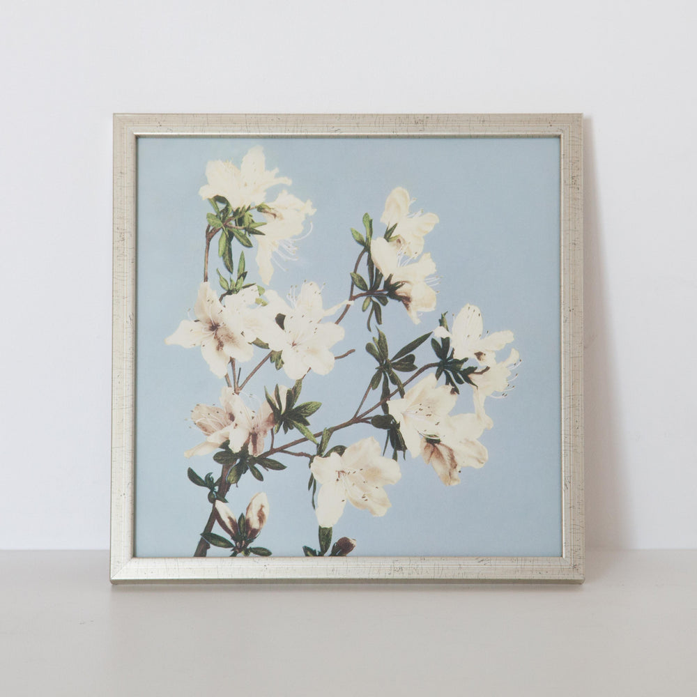 Azaleas