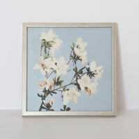 Azaleas