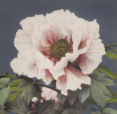 Peonia
