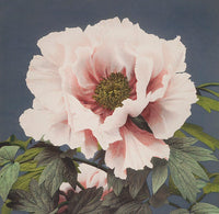 Peonia