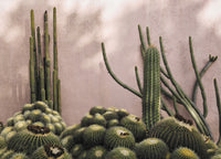 PLANTS ON PINK